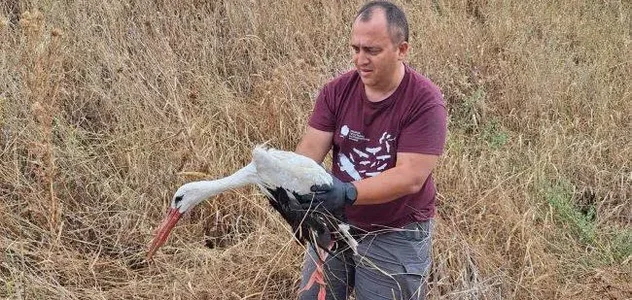 Διάσωση πελαργού που αιμορραγούσε στον Έβρο